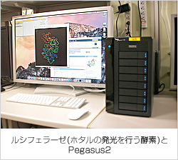 ルシフェラーゼ(ホタルの発光を行う酵素)とPegasus2